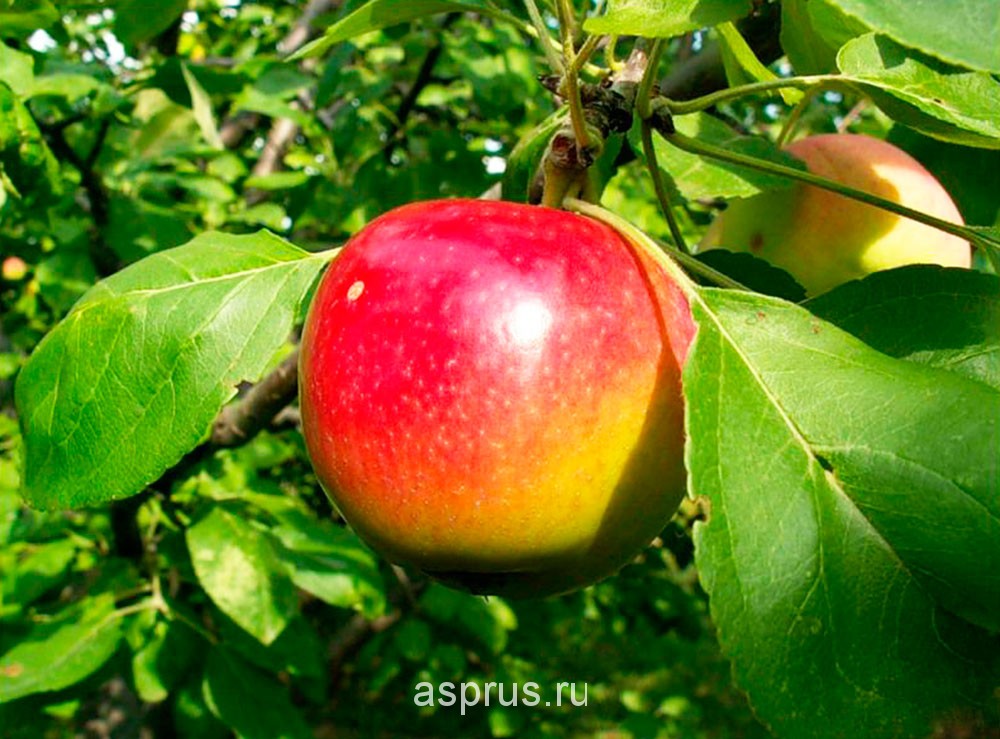 Современный сортимент яблони