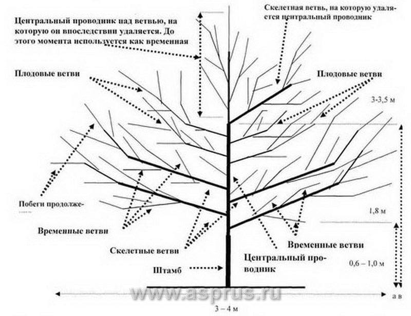 Лучшие сорта груши кубани: посадка и уход