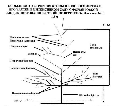 Современная система создания и выращивания интенсивных яблоневых садов