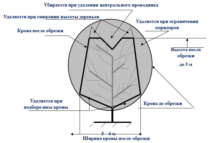 Технологические особенности выращивания яблони