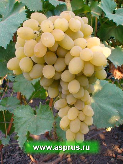 Современный сортимент винограда